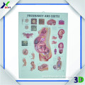 3D Medical Chart - Female Reproductive System